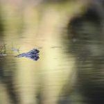Var med och fira Älvsjöskogens tio år som naturreservat
