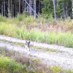 Video: Se sex vargvalpar som rör sig i länet
