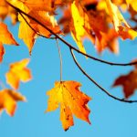 Aktuellt okt-nov 2026 från Seniorhälsan för dig 65+ 